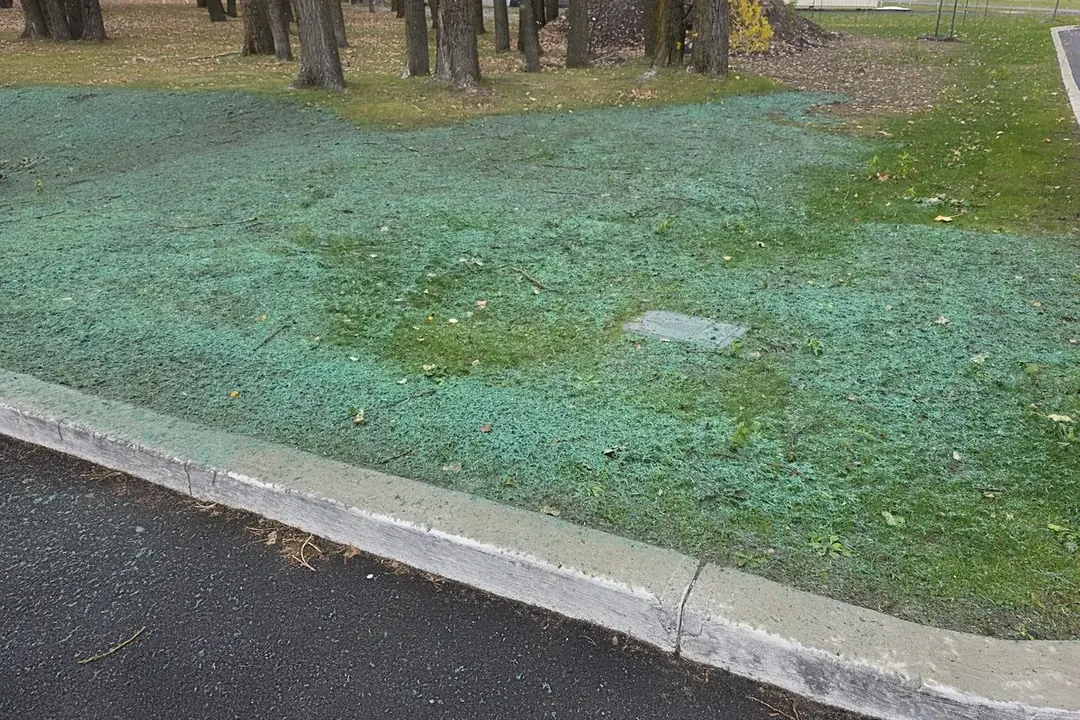 Îlots de stationnement à Candiac couverts de paillis vert en novembre